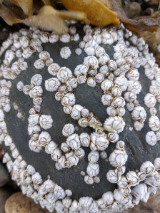 Barnacles and periwinkles clustered on a dark wet stone, cape cod